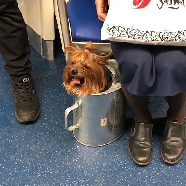  乘坐|美国人怎么喜欢带着宠物猫狗乘坐地铁？爱猫狗人士慎点