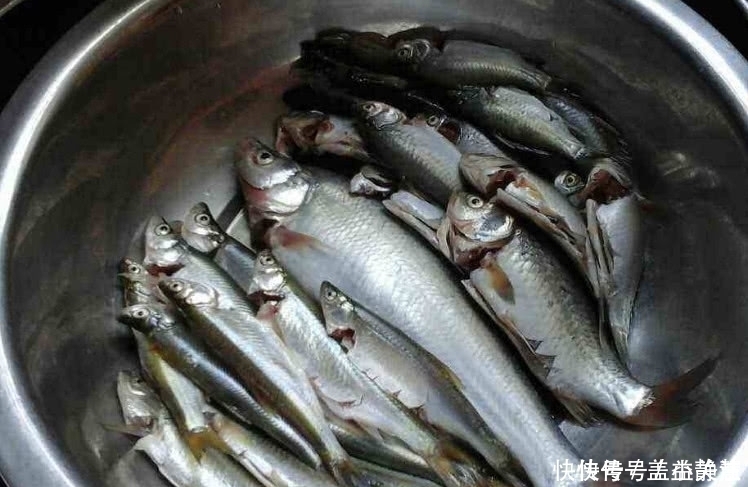 鱼肉|4样没营养的鱼建议不要买，吃多可能没好处，第四个00后都爱吃