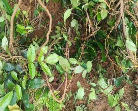 以前路边摸不得碰不得杂草,现在成为了30