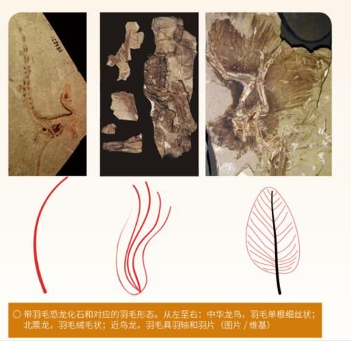  羽毛结构|恐龙的羽毛不是用来飞行，而是用来求偶的？