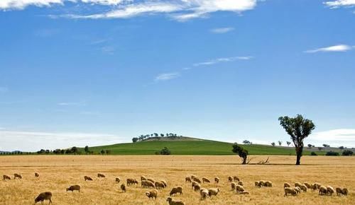  兔史|澳洲除兔史：还原野兔的发展过程，及控制“兔灾”的手段
