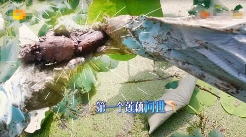  原因|《向往》挖藕被质疑作秀、糟蹋粮食，官方透露原因狠狠打脸