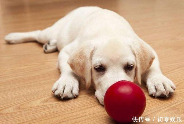  位女孩|官方通报老人被狗绳绊倒后身亡，不能让老人白死