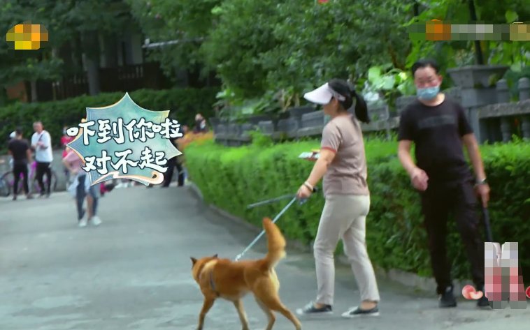  赵丽颖|赵丽颖被路人大狗吓跑，主人赶来道歉后，她下意识的回应显露素养