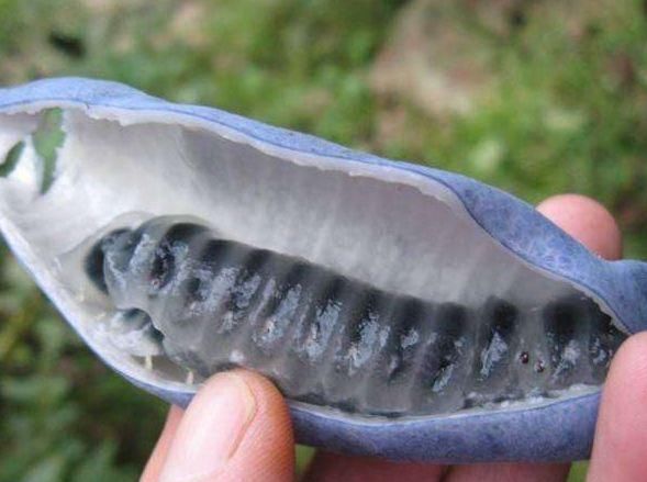 恶心|网评最恶心的5大水果,榴莲只能靠边站,敢吃第4种的才是真男人