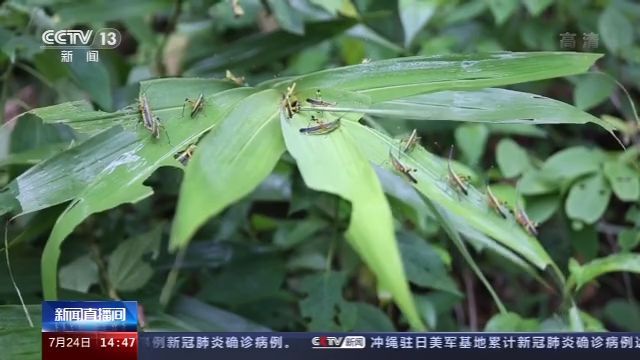 迁飞|黄脊竹蝗分三路迁飞入境云南 45组无人机组“定点”监测阻截