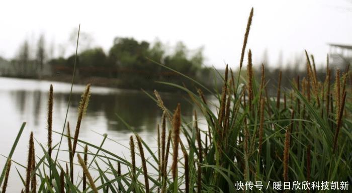 泛滥|这次中国吃货也认输,我国沿海地区泛滥,为根除挖掘机都用上