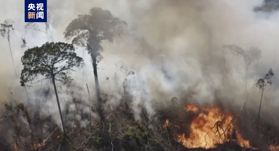今年6月巴西森林火灾数量创近年来新高