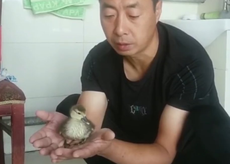  孵出来|男子网购“孔雀蛋”，结果孵出了鸭子！网友：商家没想到真能孵出来