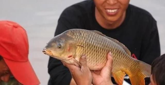 中国|中国“四大鱼”之一,现在几乎没有人吃,为什么人们不吃呢