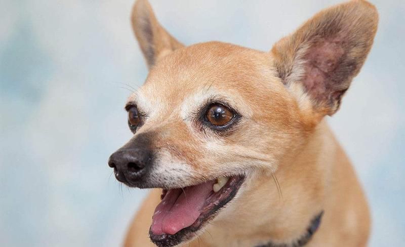  肚子上|不是自己家的狗, 这4个地方不要动, 否者它会急眼