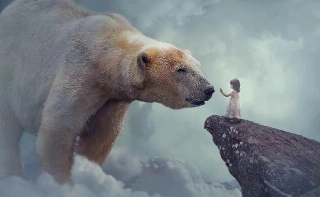  合法|有钱人花上33万，就可以在加拿大合法杀死一只北极熊