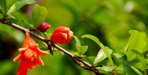  时常|最值得信赖的4大生肖，成熟踏实有上进心，时常给老婆带来惊喜