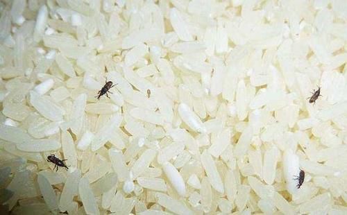  大米之中|三伏天，大米容易长虫子？超市大妈教你1招，1年不长虫，特干净