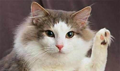  猫粮|母猫发腮是什么样子