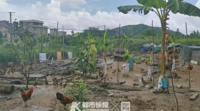  阿成|爸爸偷鸡，儿子望风，这对父子栽了