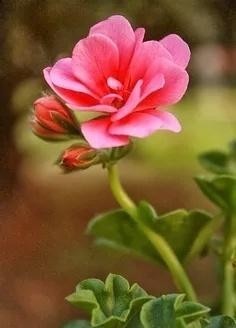 对子女|在这位父亲的绵绵爱意之下,他的9个孩子皆成为国家栋梁之才