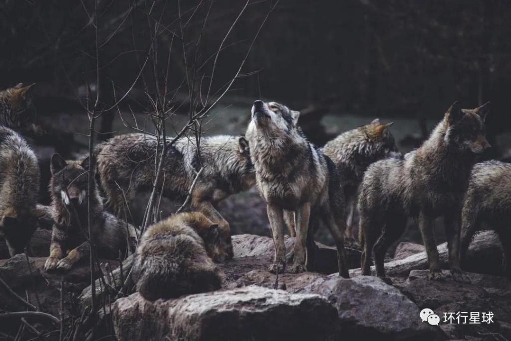  活着|一个普通人，如何活着走出无人区？