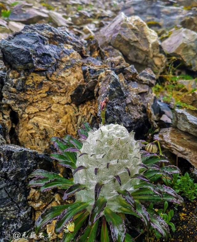 隐秘|彩云之南，梅里北坡，超级隐秘的世界级徒步线路
