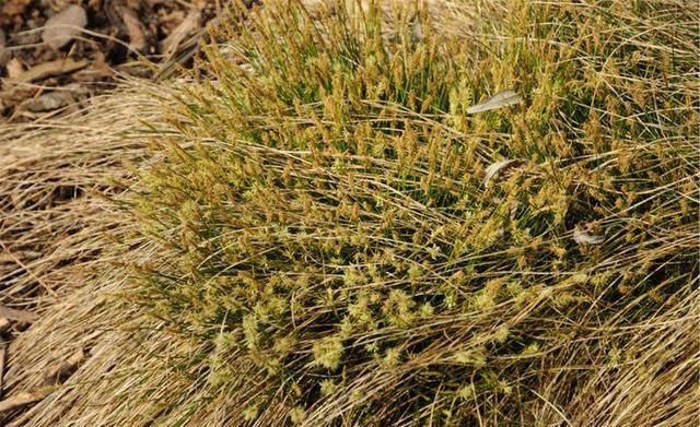 大众|它是大众口中的杂草，本草纲目为它芳香正名，这香料竟成不宣秘方