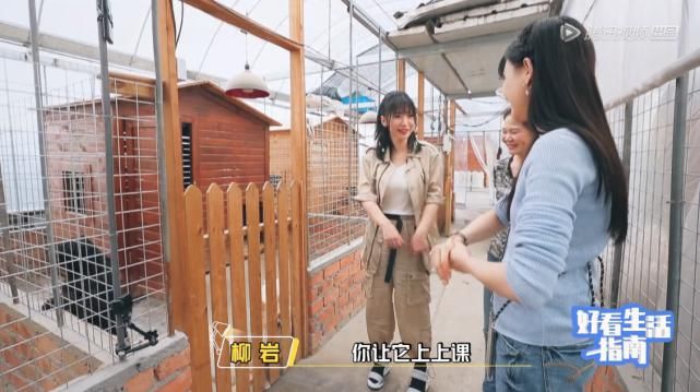  动物|郑爽关爱流浪动物，却将自家宠物送寄养中心，柳岩挽救了她的人设