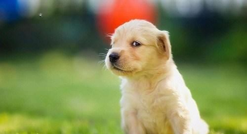 需不需要|幼犬到底需不需要补钙