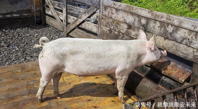 环保|既好吃又环保的肉来了,养猪的会失业吗