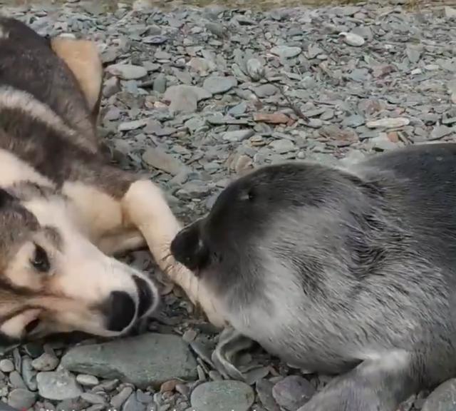 可爱|海豹宝宝闯进小村落,狗妈妈主动把它当孩子照顾!这组合太可爱了