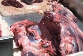 鸡肉|吓死个先人板板！生鸡肉突然爬出餐盘，跳下桌子逃跑了