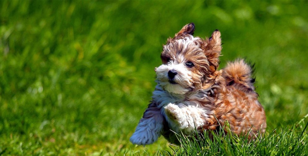  主人|19岁狗狗和主人都患上了“老年痴呆”，却在见面瞬间认出了彼此