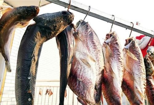 腌制出来|腌腊鱼能放水吗？