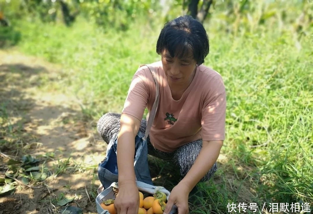 守候|爷爷种的火晶柿子，方圆数十里都是柿子香，而今只有老奶奶守候！