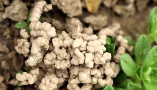  毛病|养花时间长了，就会有这4种“毛病”，你占了几种？