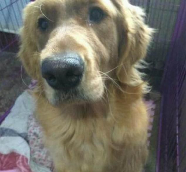  讨食|流浪狗准点上门讨食，网友将其收养回家后，喜获了一份意外大礼