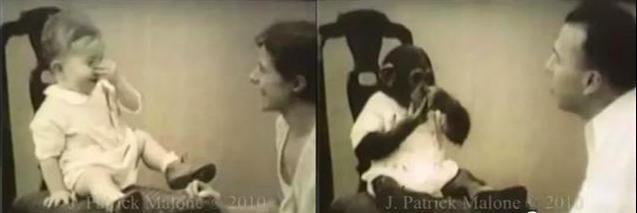 人类|黑猩猩与人类婴儿一同长大,以为自己是人类,后来变成什么样了