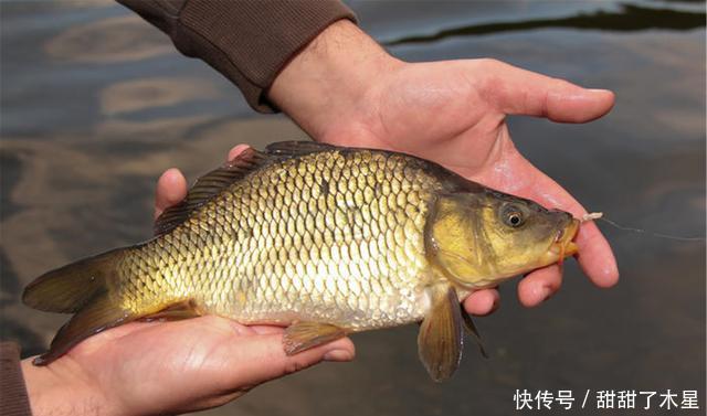  简单|厨师长教你做地道的红烧鱼，教程详细，简单实用，一学就会