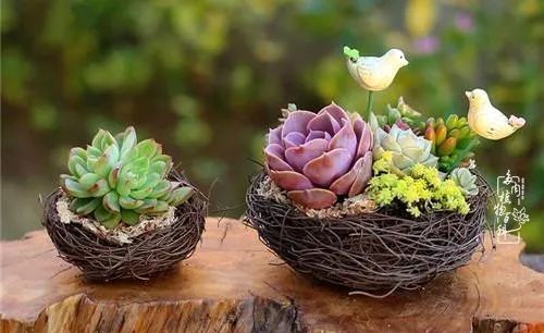  萌化|当粉粉的多肉捧在手心，我体验到了什么叫“萌化了心”