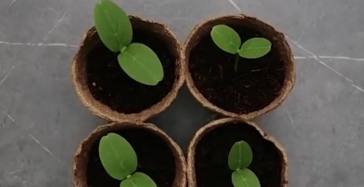 植物|养护植物,吃完的水果别急着扔,留下籽便能种出可爱的植株