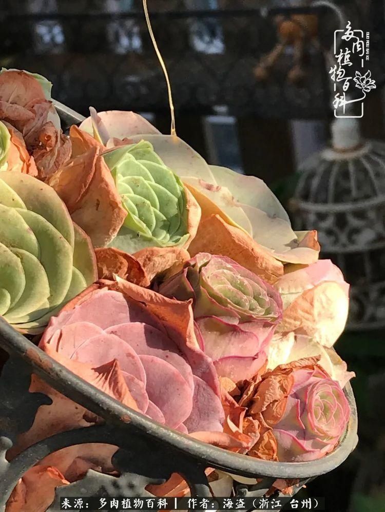  梅雨季|干货：高温高湿梅雨季，山地玫瑰养护提醒，帮你远离黑腐！