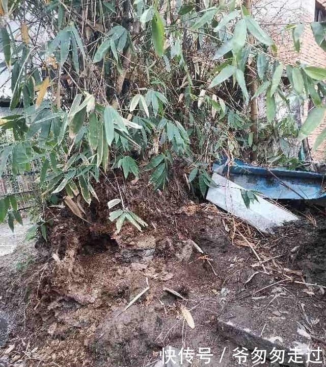 大哥|农村大哥,专门挖这种土养花,不花钱开花真旺!