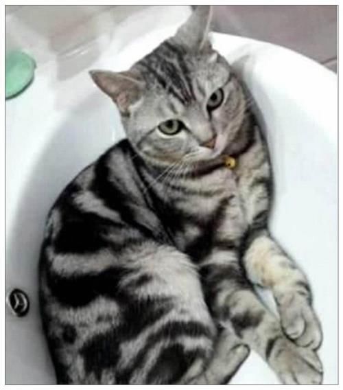 女主|女主下班回家,发现猫咪没来迎接,走近卧室一看可爱到发朋友圈