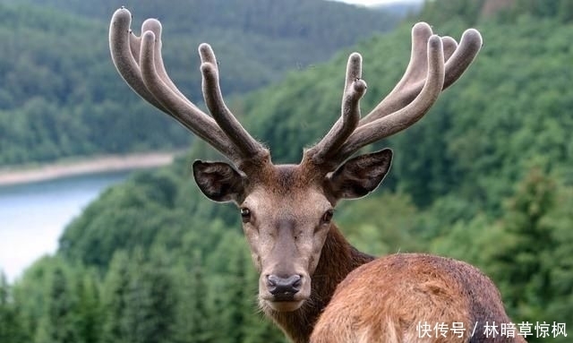 进来|关于鹿的饲养管理与技术，你了解多少，不妨进来看看