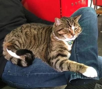 理发店|流浪猫被救后变成理发店店主,店里生意蒸蒸日上,这怕是招财猫吧