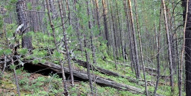 库利克|10公里高空爆炸，2000平方公里森林瞬间被毁，始作俑者是谁？