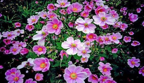 情深似海|在8月份期间，桃花浓，旧爱归，情深似海，盼望复合的四大生肖