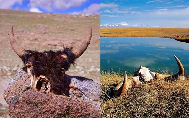 野兽啃食|可可西里女孩遗骸被找到，确认遇难，除了自杀还有可能是啥情况？