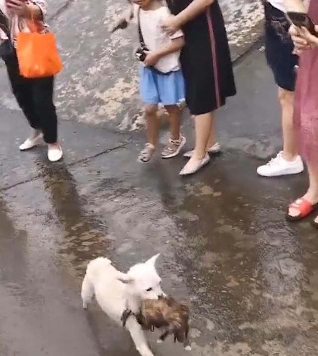  水流|感动！冲入洪水救狗的狗妈妈很伟大，感动全国网友