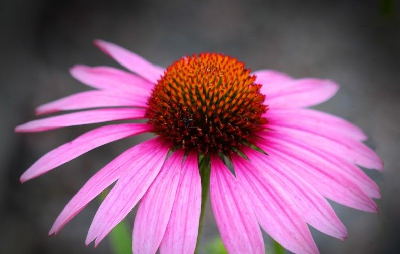 走上|7月开始运势上佳,走上发财路,功夫不负有心人的四大生肖