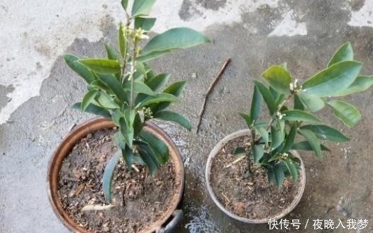扦插|9月养桂花,一夜间十里飘香!选些枝干扦插,30天就能移栽