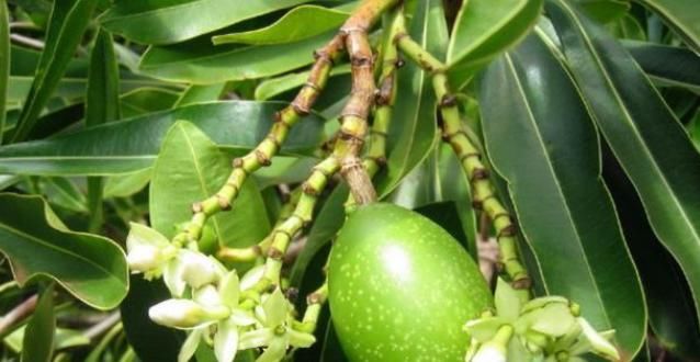 植物|这植物的果实长得似芒果，含有剧毒，误食使人致命